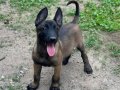A Kalite Erkek-Dişi Belçika Malinois 