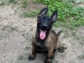 A Kalite Erkek-Dişi Belçika Malinois 