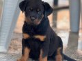 Erkek Rottweiler Yavru