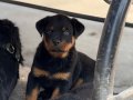 Erkek Rottweiler Yavru