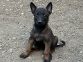 Koyu Maskeli Belçika Malinois Yavrular
