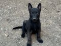 Koyu Maskeli Belçika Malinois Yavrular