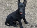 Koyu Maskeli Belçika Malinois Yavrular