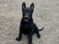 Koyu Maskeli Belçika Malinois Yavrular