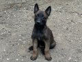 Koyu Maskeli Belçika Malinois Yavrular