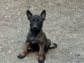 A Kalite Belçika Malinois Yavrular