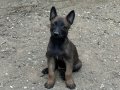 A Kalite Belçika Malinois Yavrular