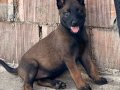 A Kalite Belçika Malinois Yavrular