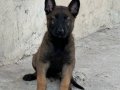A Kalite Belçika Malinois Yavrular