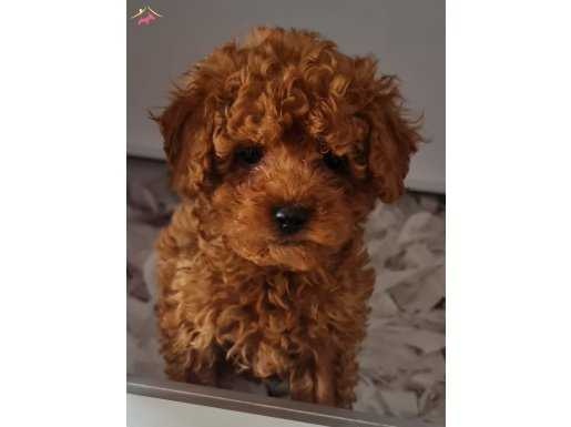 Mükemmel Poodle yavrularımız 
