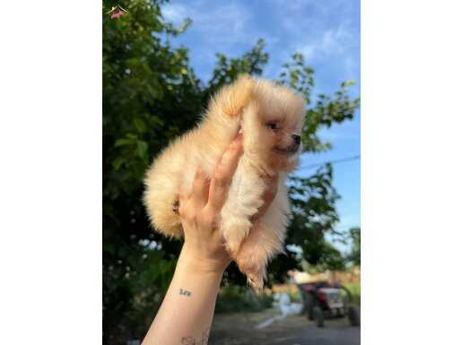 Pomerian Boo yavrular