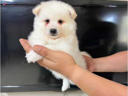 Pomerian Spitz Yavrumuz