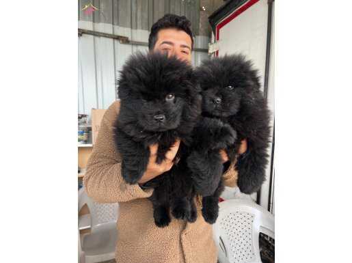 Nadir bulunan renk Chow chow yavrumuz