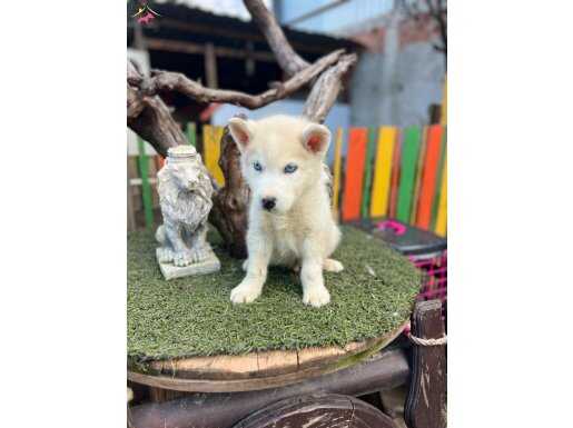 Husky (Sibirya Kurdu) Yavruları