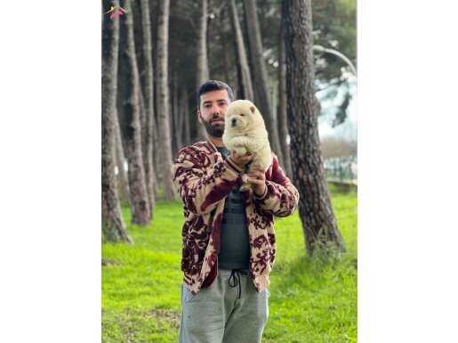 Chow chow (Çin aslanı) Yavrularımız