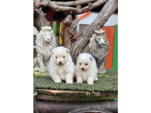 Pomerian Spitz yavrularımız