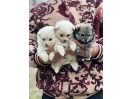 Pomerian Spitz Yavrularımız