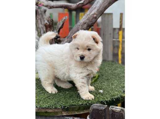 Chow Chow Çiftliğinden