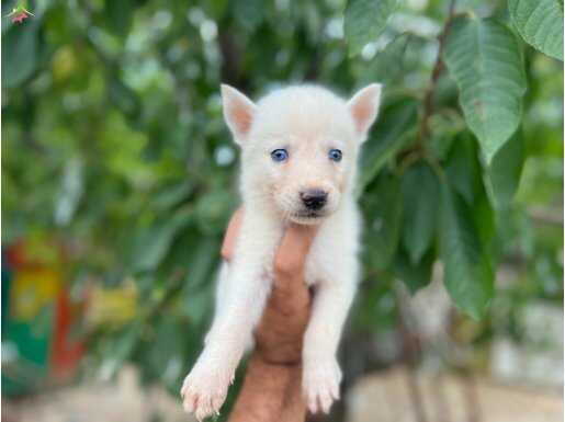 Beyaz husky