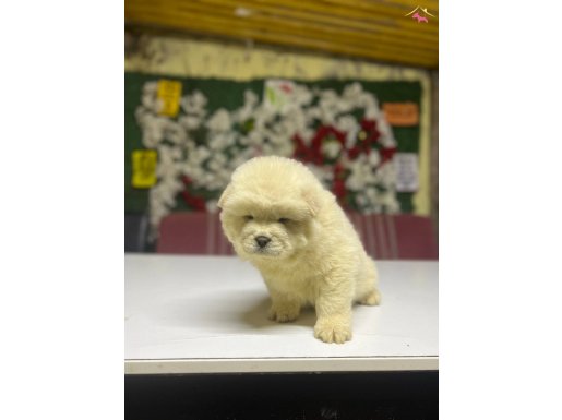 Chow chow Yavrularımız