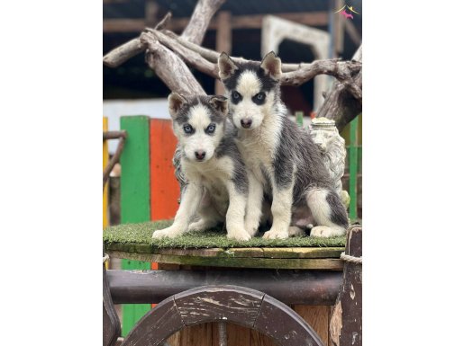 Sibirya Kurdu Yavrularımız