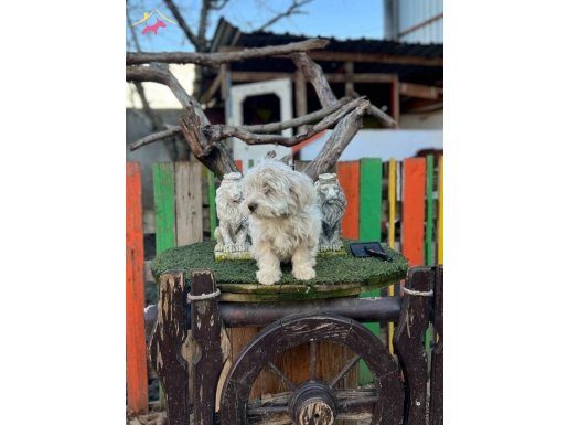 Terrier yavrularımız