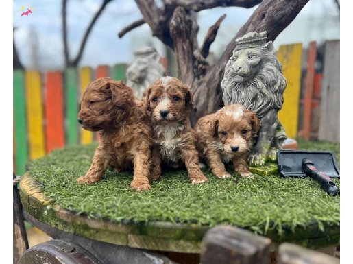 Poddle ayarında Yavrular