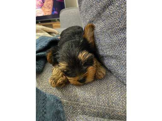 Yorkshire yavrularımız