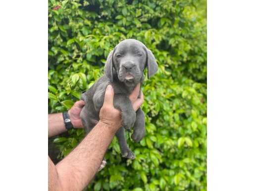 Blue Cane Corsa bebekler (İtalyan mastifi)