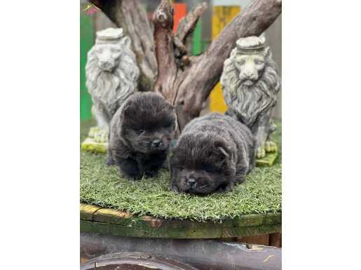 BLUE renk Türkiyede Tek Chow chow