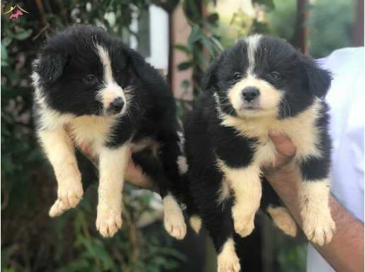 Border Collie Yavrularımız