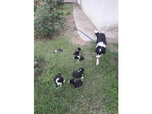Zekasıyla ön Plana çıkan Border Collie Bebekler