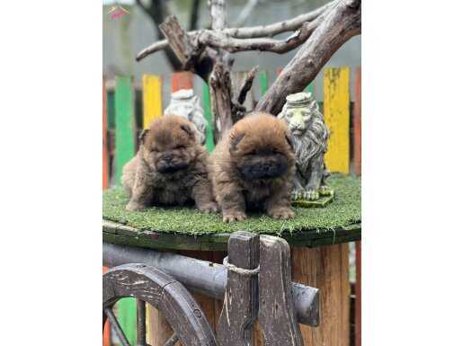 Irkının En özel ve En güzel yavruları