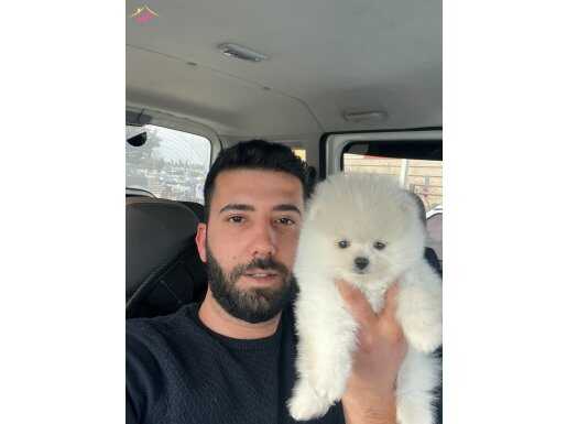 Pomeranian Boo Bebekler