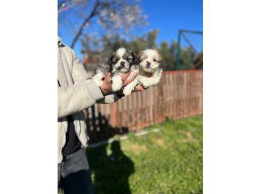 Shihtzu yavrularımız