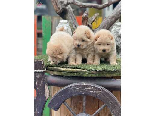 Chow chow Yavrularımız Irkının en Özel Yavruları