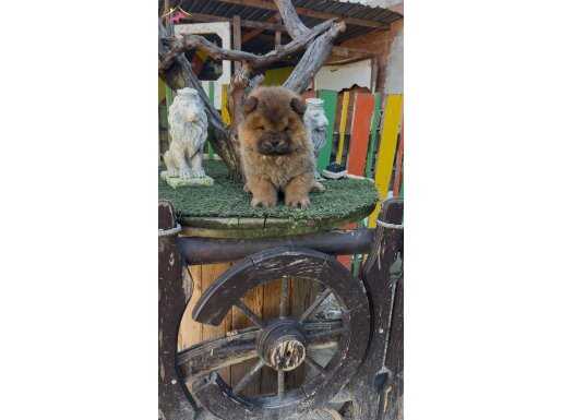 Bayram şekerleri Çin aslanı 