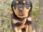 Rottweiler Yavrularımız 