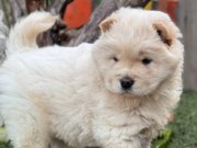 Chow Chow Çiftliğinden