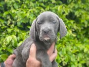 Blue Cane Corsa bebekler (İtalyan mastifi)