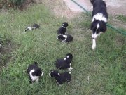 Zekasıyla ön Plana çıkan Border Collie Bebekler
