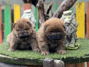 Irkının En özel ve En güzel yavruları