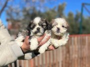Shihtzu yavrularımız