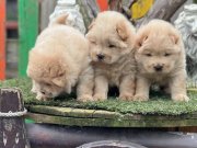 Chow chow Yavrularımız Irkının en Özel Yavruları