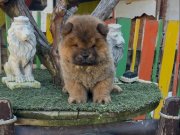 Bayram şekerleri Çin aslanı 