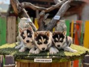 Husky (sibirya kurdu) Yavrularımız