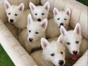 Kar Beyaz Husky Yavrularımız