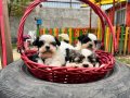 Shihtzu Yavrularımız