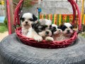 Shihtzu Yavrularımız