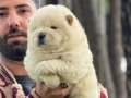 Chow chow (Çin aslanı) Yavrularımız